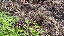 Adders filmed on Exmoor this summer.