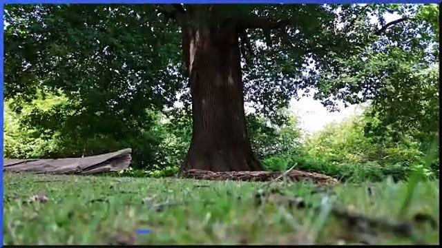 Famous trees: The contenders for Tree of the Year