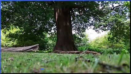 Famous trees: The contenders for Tree of the Year