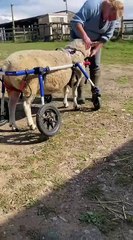 Meet Dave, the sheep in a wheelchair