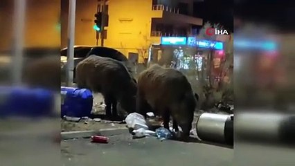 CHP'li Balçova belediyesi domuzları iyi besliyor! Hepsi film gibi olmuş!