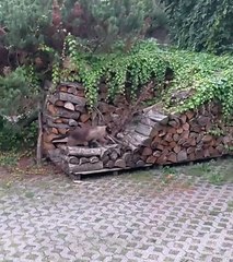 DIY: Watch Her Perfect Paws in Minutes! Paw-dicure🐾✨#shorts #funnycats #viralcats