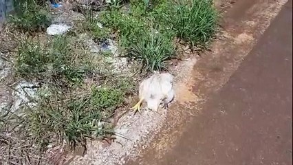 Mais um caso de sacrifício animal é registrado em Cascavel