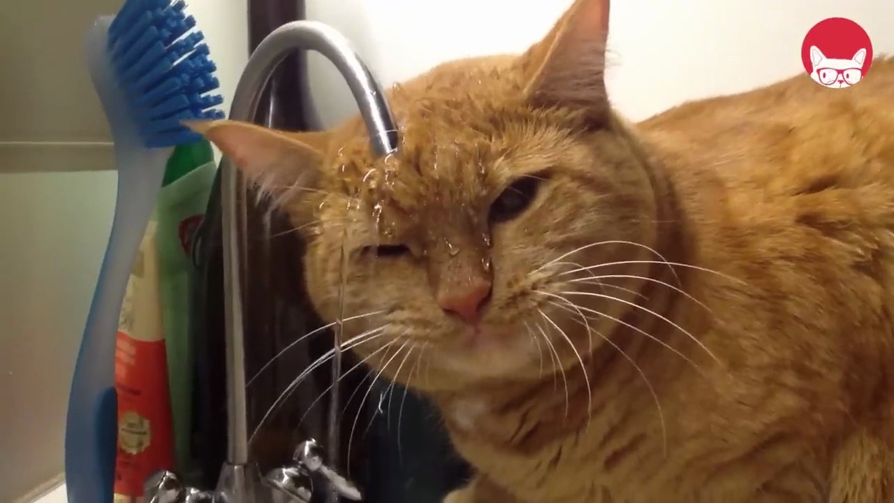 "Funniest Animals Ever! 2025 | Animal Comedy Kingdom