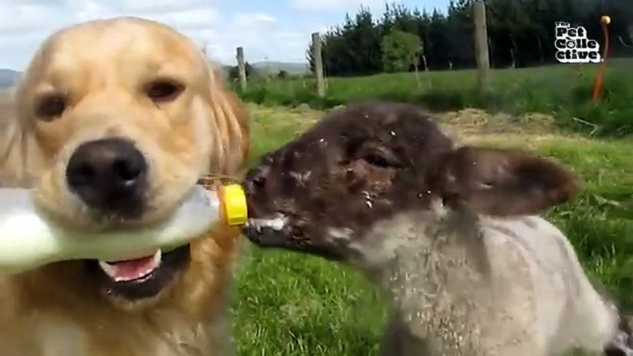 "Funniest Animals Ever! 2025 | Animal Comedy Kingdom