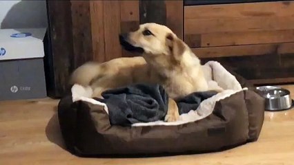 Première nuit d’un chiot neuf, tout en câlins !