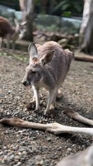 Kangaroo diaries only in Australia 🇦🇺