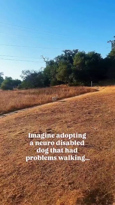 Un grand bravo aux adoptants de chiens blessés qui les font remonter de leurs quatre pieds !