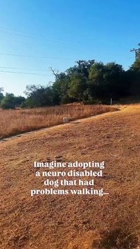 Un grand bravo aux adoptants de chiens blessés qui les font remonter de leurs quatre pieds !