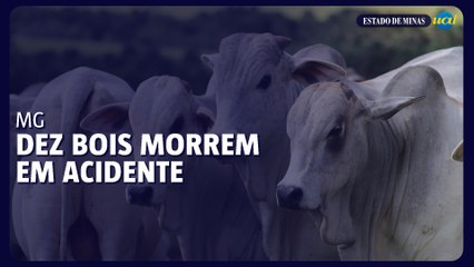 Dez bois morrem em acidente