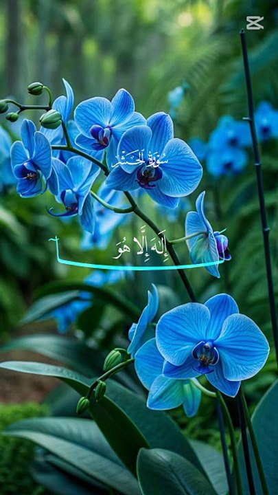 Surah Al-Hashr Last Ayat | Heart-Touching Quran Recitation | Soothing Voice #SurahHashar #QuranShorts #IslamicVideo #Tilawat #AsmaUlHusna  🎬 5 Short Headlines for 9:16 Video Frames (Sequence):  "If This Quran Was Sent to a Mountain..."  "It Would Crumble