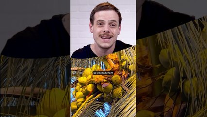 Essas 3 plantas podem atrair escorpiões para sua casa — saiba quais são #shorts