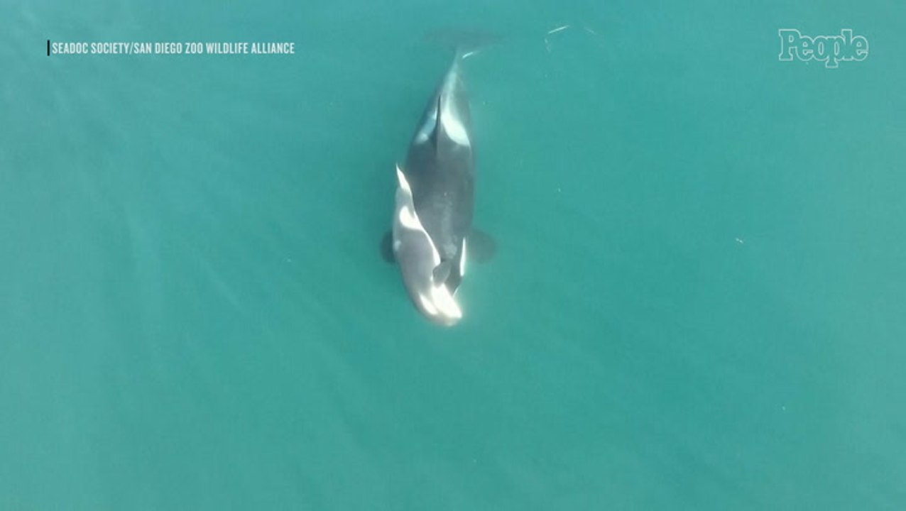 Mourning Orca Whale Spotted Carrying Dead Calf Months After Pod Member Went on Similar 'Tour of Grief'