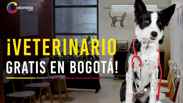 Alcaldía de Bogotá ofrece consultas veterinarias virtuales gratuitas: todo lo que debes saber