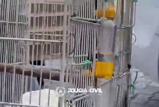 animais rio de janeiro