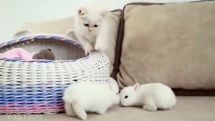 Funniest Cat Reactions You Have Ever Seen On Camera