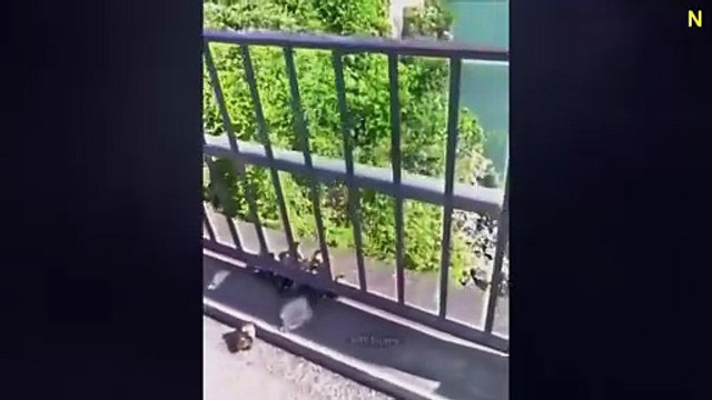 Cute And Funny Cats Doing The Funniest Things Ever