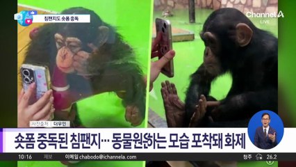 [앉아서 세계 속으로]숏폼 중독된 침팬지…동물원은 ‘휴대전화 금지 조치’
