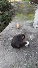 Monkey xingxing with cat  #monkey #animal #monkeyxingxing