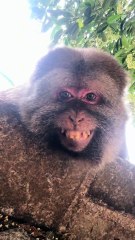 Monkey xingxing smile #monkey #monkey #xingxing #cute #lovely