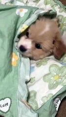 Warning: This Cat & Dog Clip Will Make You LOL 😆