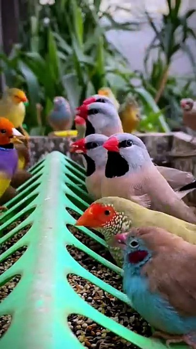 Outdoor Aviary _ Finch Aviary _ Canary Aviary _ Aviary Birds _ Bird Aviary _ Nature Bird _ _paradiseparkaviary _aviarybirds _aviary _birds _finches _canaries _birdlovers _paradise _birdsparadise _reels _instareels _youtuber _fyp _fresno