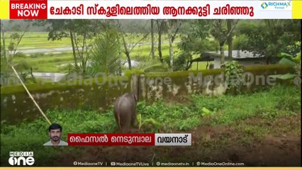 പുൽപ്പള്ളി ചേകാടി സ്കൂളിലെത്തിയ ആനക്കുട്ടി ചരിഞ്ഞു...  നാഗർഹോളെയിൽ നിരീക്ഷണത്തിലിരിക്കെയാണ് ചരിഞ്ഞത്