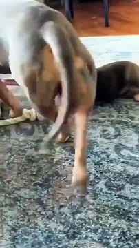 Petites dents, gros drame