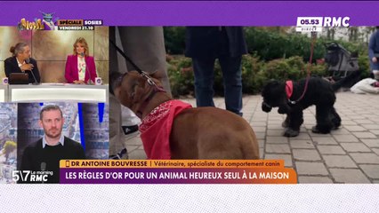 Dr Antoine Bouvresse à votre service : Les règles d'or pour un animal heureux seul à la maison - 17/09