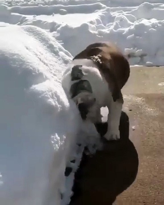 **Il kiffe la neige**