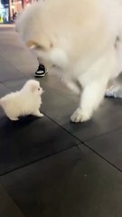 Quelle patate douce !