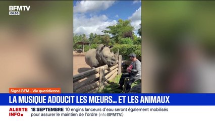 Comment la musique peut améliorer le bien-être des animaux