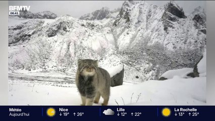 Un chat de Pallas photographié dans l’Himalaya à près de 5000 m d’altitude