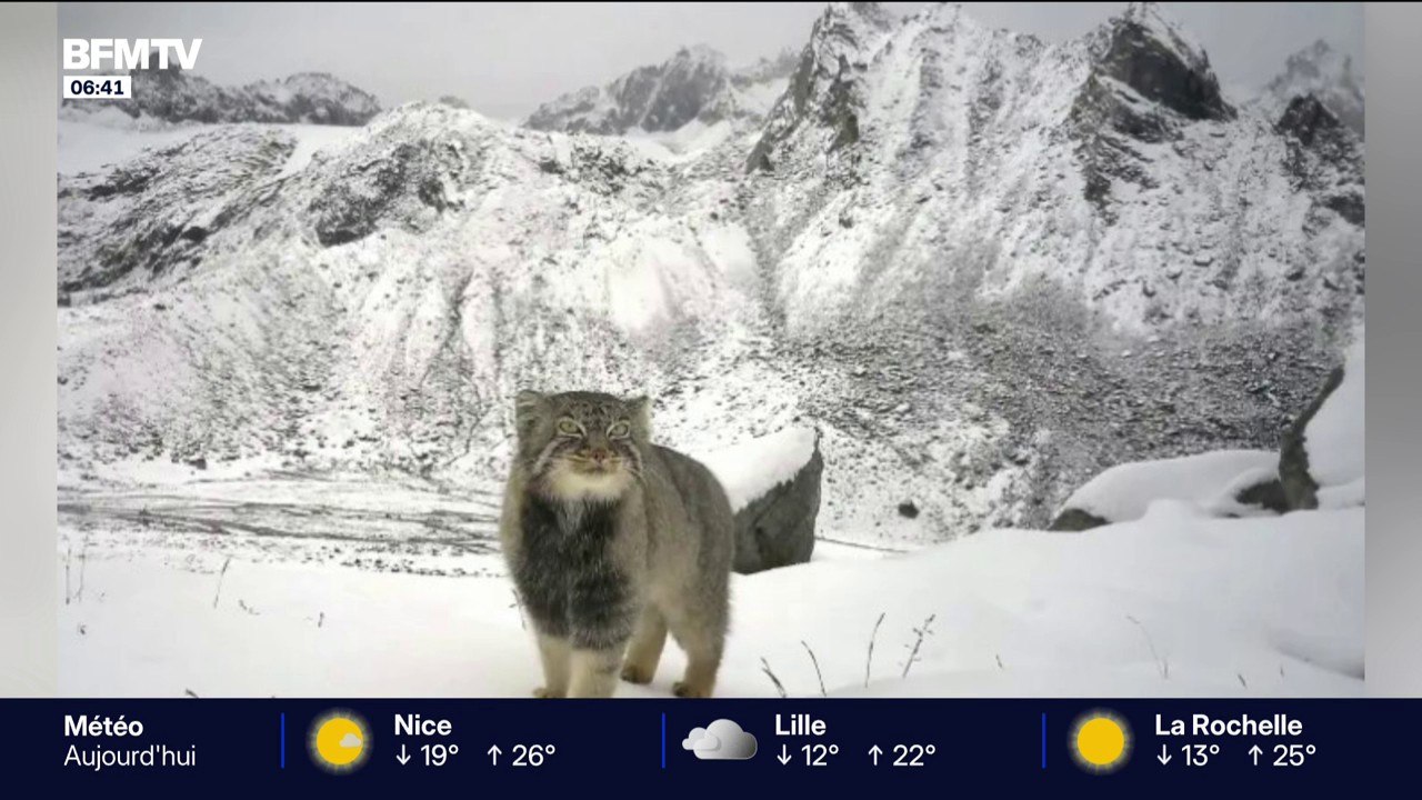Un chat de Pallas photographié dans l’Himalaya à près de 5000 m d’altitude