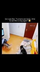 **Humorous French version (7 words)**  « Il a même éteint la télé, audacieux! »