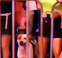 Propriétaire d'un chien perdu a publié photo car il s'est évadé, et 30 minutes plus tard un voisin a envoyé vidéo de lui profitant d'un concert karaoké avec des inconnus.