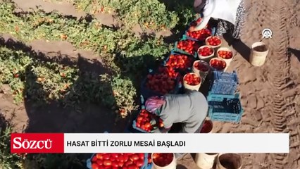 Hasat bitti zorlu mesai başladı: Güneşin altında günlerce kurutuluyor, gece gündüz nöbet tutuluyor