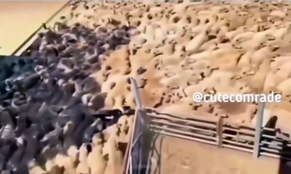 This is how a shepherd dog can stop traffic jams and congestion among herds of cattle!