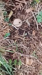 Collezione funghi ep 21