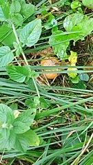 Collezione funghi ep 19