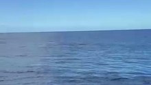 LES PLUS BEAUX dauphins de l'île Maurice