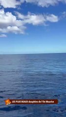 LES PLUS BEAUX dauphins de l'île Maurice