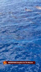 MAGNIFIQUES dauphins de l'île Maurice
