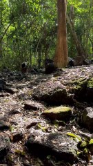 LE PLUS BEAU SENTIER du Parc National du Brad d'Eau