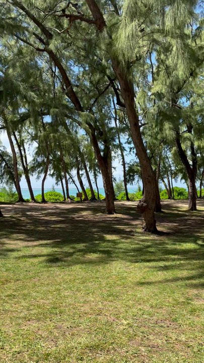 LES SUPERBES PLAGES ombragées de l'Île Maurice