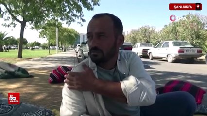 Sahipsiz köpekler Şanlıurfa'da Harran Üniversitesini mesken tuttu