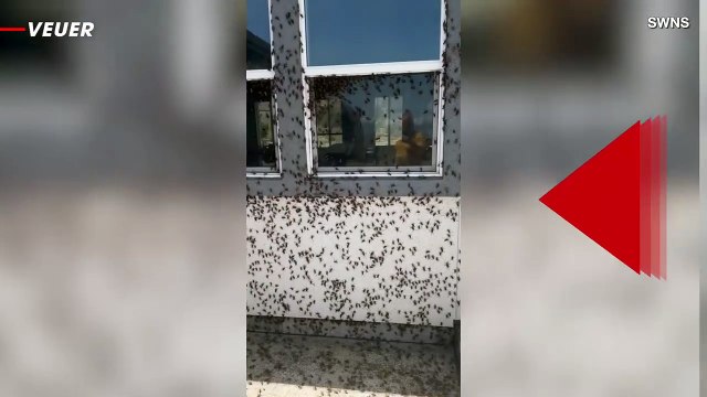 This Swarm Takes Over a Home in Nevada in This Shocking Video
