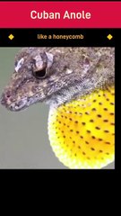 Cuban Anole 🦎 cuban anole lizard | knight anole lizard