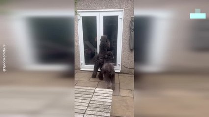 When Two Poodles Meet Their Doggy Sibling