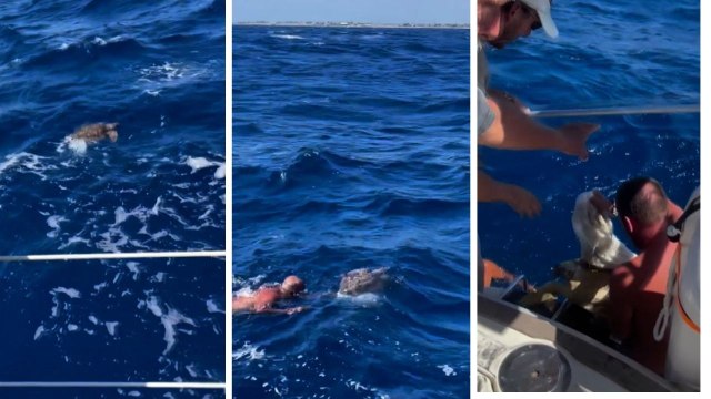 Küresel Sumud Filosu, plastik atıklara takılmış Caretta'yı kurtardı